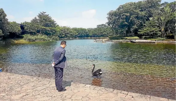  ?? JULIE ILES ?? One of two imported black swans in the pond behind founder Ren Zhenghai’s office.