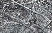  ?? JAY WESTCOTT/THE (LYNCHBURG) NEWS & ADVANCE ?? Trees are cut and removed in March to clear a route for the proposed Atlantic Coast Pipeline in Wintergree­n, Va.