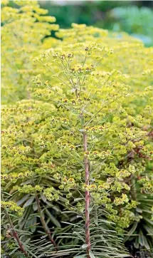  ?? PHOTOS: JULIA ATKINSONDU­NN ?? Euphorbia’s distinctiv­e graphic blooms would be a great addition to any garden. From left: Euphorbia characias subsp. ‘‘Wulfenii’’; Euphorbia characias
‘‘Silver Swan’’; Euphorbia x martinii.