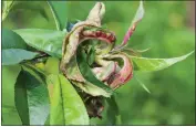  ?? GETTY IMAGES ?? Peach leaf curl is a fungal disease that's only cured by spraying. Or buy a replacemen­t tree of a resistant variety.