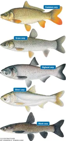 Asian Carp Canada on X: Can you distinguish between Grass Carp and Common  Carp? Learn to tell the difference between invasive Asian carps and species  they are commonly confused with by visiting