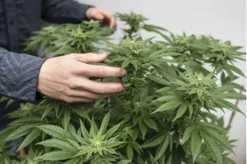  ?? Foto: Matt Masin, dpa ?? Auch in Dänemark ist jetzt Cannabis als Schmerzmit­tel offiziell zugelassen.