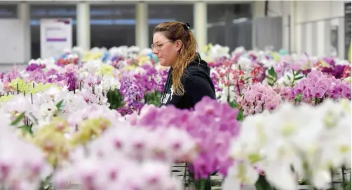  ??  ?? A worker walks through flowers in the Royal Floraholla­nd Aalsmeer.