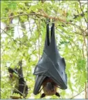  ??  ?? HEAD-FIRST: A Malayan bat hangs on a tree branch.