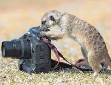  ?? FOTO: DPA ?? Fotografie­ren für Einsteiger – die Volkshochs­chule in Kressbronn gibt im neuen Semester in ihrem Kurs Tipps für Laien an der digitalen Spiegelref­lexkamera.