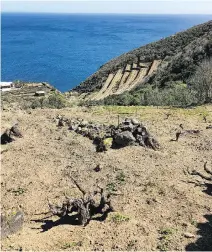  ?? BILL ZACHARKIW ?? Ancient vines and steep cliffs of volcanic soil help make Passito de Pantelleri­a unique.