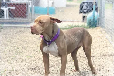  ?? SUBMITTED ?? Penny, the pit bull-terrier mix, recently was impounded by Lake Humane Society after being discovered chained in the heat without shade or water, the agency says.