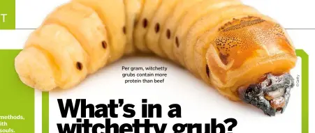  ??  ?? Per gram, witchetty grubs contain more protein than beef