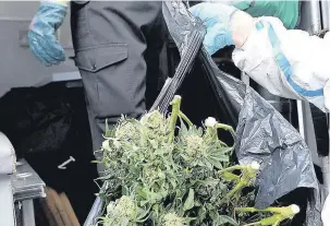  ??  ?? ●● Police clear cannabis plants from the scene