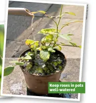  ??  ?? Keep roses in pots well-watered