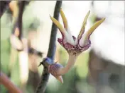  ??  ?? Les fleurs des plantes succulente­s ont des apparences très diverses.