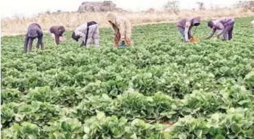  ?? ?? Group of young farmers harvesting strawberry in Jos last week