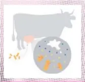  ?? Production de vésicules par la vache et bactéries présentes lors d’une infection. • Billes bleues : vésicules de la vache; • Billes orange : vésicules bactérienn­es. ??