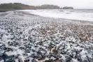  ?? ?? A beach in Marin county, California, covered with Velella velella. Photograph: Liu Guanguan/China News Service/VCG via Getty Images