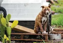  ?? Brett Coomer / Staff file photo ?? A dog sits outside a Houston home that investigat­ors came to visit as part of an animal welfare check in February.