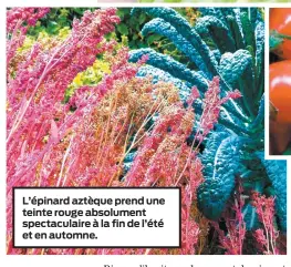  ??  ?? L’épinard aztèque prend une teinte rouge absolument spectacula­ire à la fin de l’été et en automne.