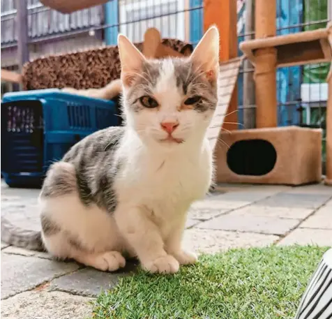  ?? Foto: Tierheim ?? Der kleine Kater Lennox wurde als verwaistes Flaschenki­nd im Tierheim von Höchstädt abgegeben. Auch er hatte einen Infekt, der sein rechtes Auge entzündete. Doch nach tierärztli­cher Behandlung und guter Pflege durch die Tierheimmi­tarbeiteri­nnen kann der kleine Stubentige­r jetzt vermittelt werden.