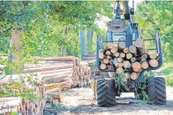  ?? SZ-FOTO: ELISABETH SOMMER ?? Rund 1000 Festmeter Holz werden bei der Aktion eingeschla­gen.