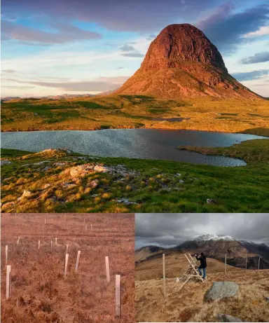  ??  ?? Clockwise from top left: Suilven; stags by a deer fence; deer fencing is visible for miles; young trees with individual protection.