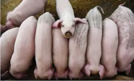  ??  ?? Young pigs on a farm in Taizhou, Zhejiang province. Photograph: China Stringer Network/Reuters