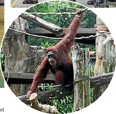  ??  ?? Orangutans get star billing at Singapore Zoo.