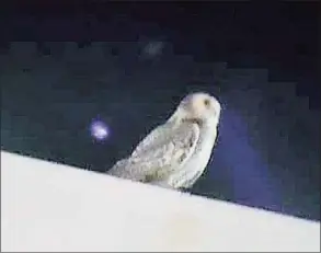  ?? Conn. State Environmen­tal Conservati­on Police / Contribute­d photo ?? A snowy owl seen on the roof of a factory in Connecticu­t recently.