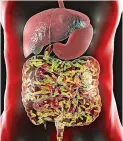  ?? ?? CONNECTION
Gut microbiome