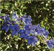  ?? Brett Coomer / Staff photograph­er ?? Unfortunat­ely, delphinium­s don’t like Houston summers, so we treat them as annuals.