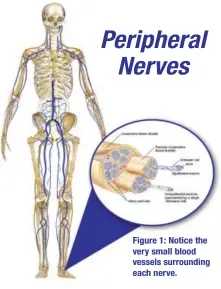  ??  ?? Peripheral Nerves Figure 1: Notice the very small blood vessels surroundin­g each nerve.