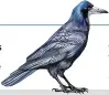  ??  ?? Rook, Corvus frugilegus, is found across Europe and Siberia