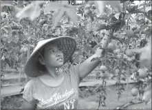  ?? YAO XU / CHINA DAILY ?? A farmer picks passion fruit at an orchard in Rongjiang county, Guizhou province, in September.