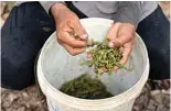  ?? ?? Cambodian farmer Mok Yen picks peppercorn at his pepper farm.