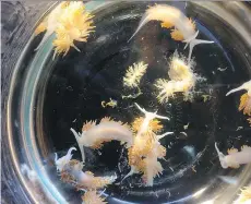  ?? THE ASSOCIATED PRESS ?? Sea slugs from a derelict Japanese vessel washed ashore in Oregon. Researcher­s have reported nearly 300 species of sea creatures reached the U.S. on debris from the 2011 tsunami.