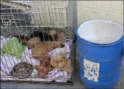  ??  ?? Six puppies which were dropped off in a barrell to the South East Animal Rescue last Friday.