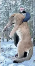  ?? HO-FACEBOOK-STEVE ECKLUND ?? Canadian TV host Steve Ecklund holds a cougar in a photo from his Facebook page.