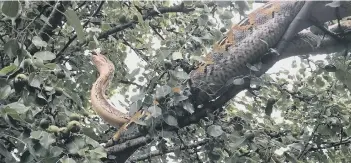  ?? PICTURES: RSPCA ?? The first 10ft snake was spotted by a motorcycli­st