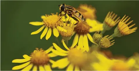  ?? Foto: Felix Kästle/dpa ?? Bei Insekten ist das Jakobskreu­zkraut eine beliebte Pflanze, für andere Tiere kann sie zur Gefahr werden.