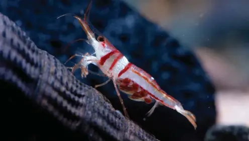  ??  ?? The Sulawesi shrimps will add colour into any tank in which they are placed in. They remain extremely popular these days due to their stunning colours. Pictured here: Sulawesi Harlequin