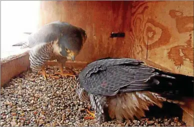  ?? PHOTO COURTESY OF UTICA PEREGRINE FALCON PROJECT ?? Astrid and Ares nest on the 15th floor of the Adirondack Bank Building on Wednesday, May 9, 2018.