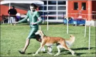  ?? DIANA HAM — NOR CAL BULLDOGGER VIA AP ?? In this 2017photo provided Diana Han, junior dog handler Molly Forsyth, of Davis shows a 9-year-old saluki named Sebastian at a dog show in Roseville The Westminste­r Kennel Club competitio­n is best known for the dog crowned Best in Show, but it’s also...