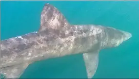  ?? Photo: Jeannine Massett/Rudi Schamart ?? There have been a number of basking sharks spotted around Dingle recently.