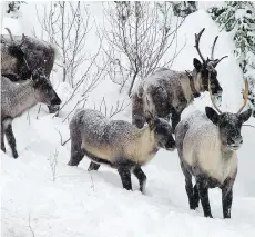  ?? GARRY BEAUDRY/THE ASSOCIATED PRESS/FILES ?? The South Selkirk herd of mountain caribou, seen moving north through the Selkirk Mountains in 2005, are among the most endangered mammals in North America.