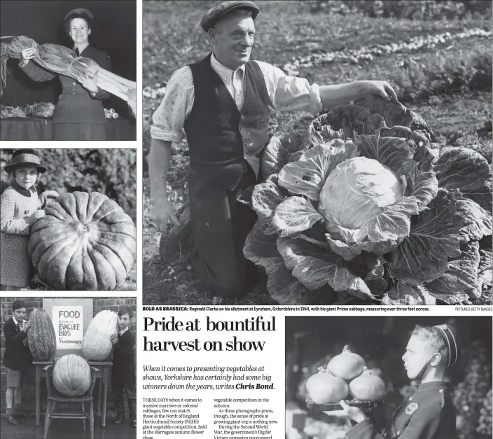  ?? PICTURES: GETTY IMAGES PICTURES: GETTY IMAGES ?? GIANT CROP: From top, Jesse Brodie of Upper Heyford RAF Station, Oxford, holding some huge leeks at an RAF Horticultu­ral Show in 1949; a pumpkin grown by Mr G Holbrook in Bentley, Essex in 1936 that weighs over 90lbs; London schoolboys evacuated to Paignton, Devon, have grown giant marrows and a pumpkin in 1942.
BOLD AS BRASSICA: Reginald Clarke on his allotment at Eynsham, Oxfordshir­e in 1954, with his giant Primo cabbage, measuring over three feet across.