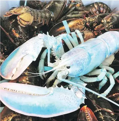  ?? ROBINSON RUSSELL / THE CANADIAN PRESS ?? A Nova Scotia car dealership’s “Craziest Lobster” contest has uncovered dozens of bizarre lobsters — blue ones, three-clawed ones, and even one as big as a dog. The entrant with the most Facebook likes wins $250.