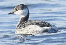  ?? HT PHOTO ?? There have been only two confirmed sightings of the horned grebe or Slavonian grebe in India.