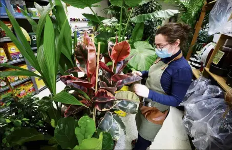  ?? (Photos Dylan Meiffret) ?? Les plantes d’intérieur ont notamment connu une forte explosion.