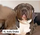  ?? ?? XL bully Drako