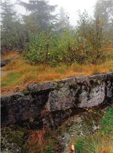  ??  ?? BLÅST OPP: Trym Staal Eggen, sønn av Kjell, sier faren mente hendelsene i Turnhallen var en fjaer somble blåst opp til en hel hønsegård.