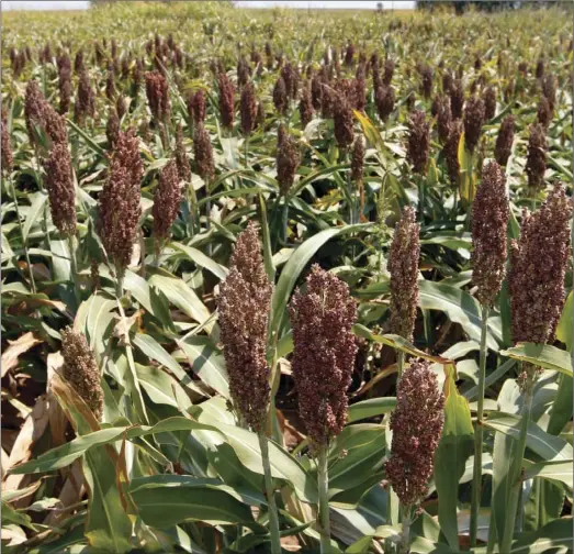  ??  ?? This Aug. 15, 2012, file photo shows sorghum at a farm in Waukomis, Okla. As China-U.S. trade talks resume in Washington, China said Friday it is dropping anti-dumping and anti-subsidy investigat­ions into imported U.S. sorghum, saying it is not in the...