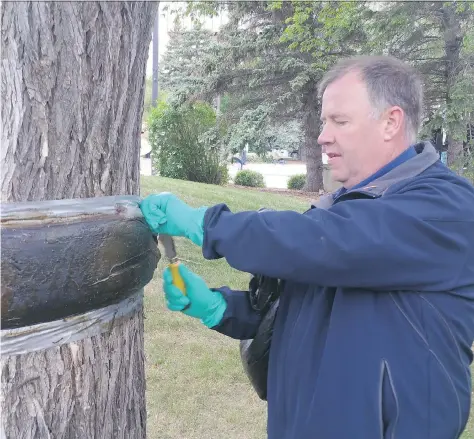  ?? CRAIG BAIRD ?? Russell Eirich, manager of forestry, pest control and horticultu­re, removes a band used to fight cankerworm­s from a tree at city hall. Eirich says at this time of year, the bands can do more harm than good if moisture gets underneath them.